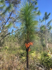 Pinus palustris image