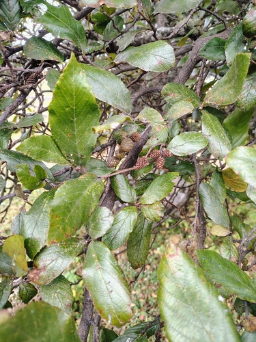 Evergreen alder (Alnus jorullensis)