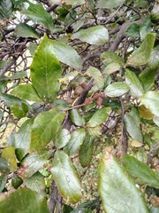 Alnus jorullensis, photograph (c) Lucas Kaminski, some rights reserved (CC BY)