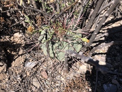 Thelocactus hexaedrophorus hexaedrophorus
