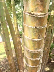 Chamaedorea costaricana