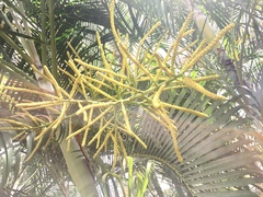 Chamaedorea costaricana