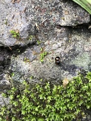 Stethotrypes raffrayi