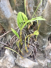 Chamaedorea costaricana