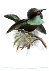 Growling Riflebird photo 5