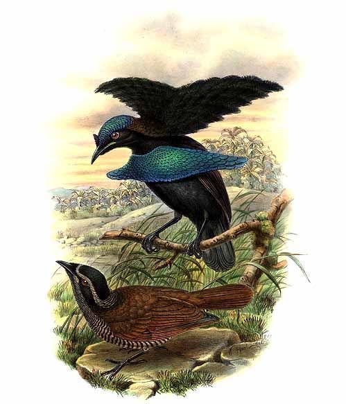 Lesser Lophorina