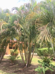 Chamaedorea costaricana