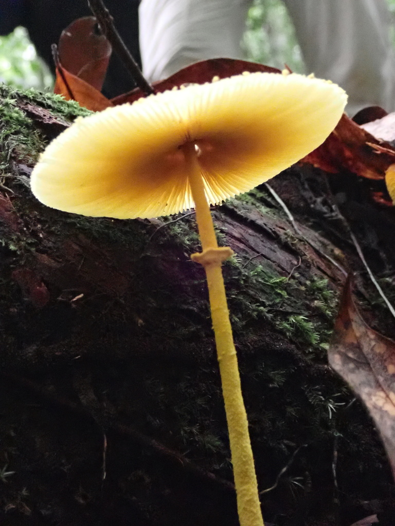 Leucocoprinus brunneoluteus · November 2025 · photo: © jeanpaulboerekamps (iNaturalist, cc0)