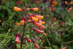 Eccremocarpus scaber