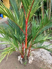 Chamaedorea costaricana