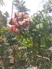 Majidea zanguebarica