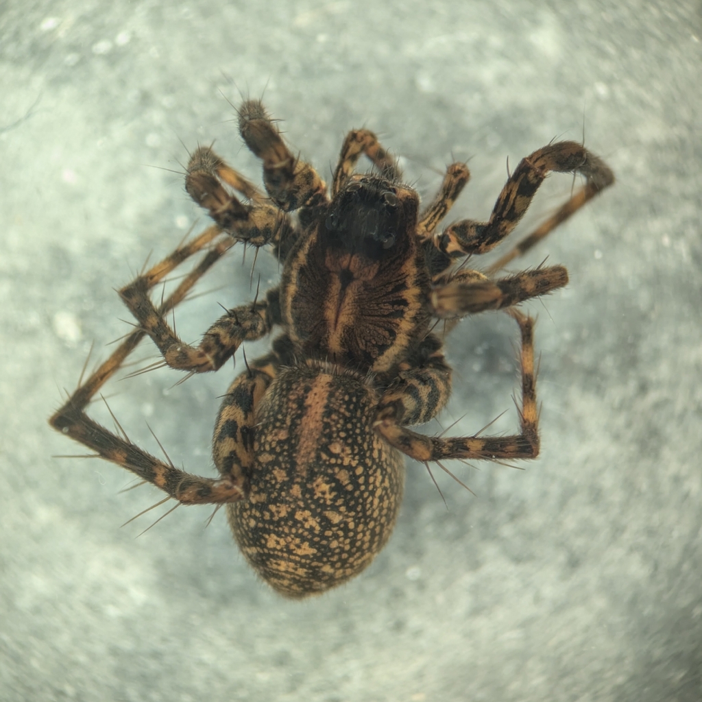 Pardosa sternalis