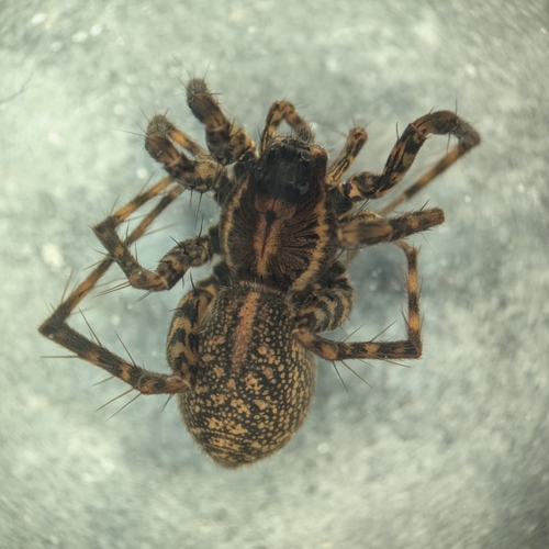 Pardosa sternalis