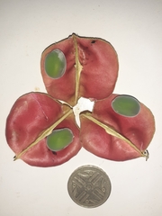 Majidea zanguebarica