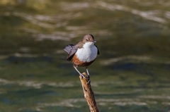 Cinclus cinclus aquaticus