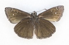 Erynnis meridianus