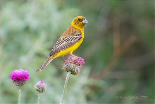 Red-headed Bunting, Харабалинский р-н, Астраханская обл., Россия, photo 7 of 10