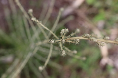 Baccharis ochracea