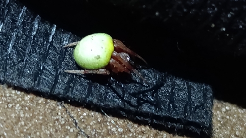 Green-pea Spider
