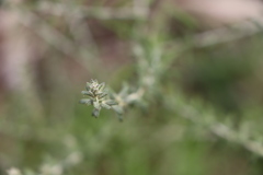 Baccharis ochracea