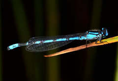 Enallagma laterale