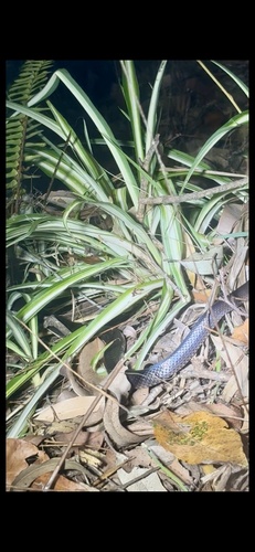 Eastern Small-eyed Snake sighting