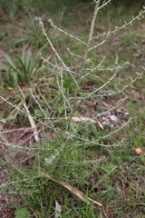 Baccharis ochracea