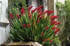 Xeronema callistemon