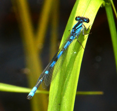 Enallagma laterale