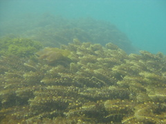 Carpophyllum plumosum