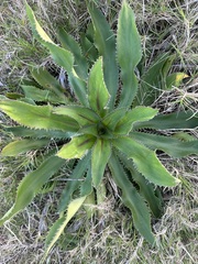 Eryngium serra, photograph (c) Leonel Roget, some rights reserved (CC BY)