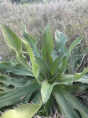Eryngium serra, photograph (c) Leonel Roget, some rights reserved (CC BY)