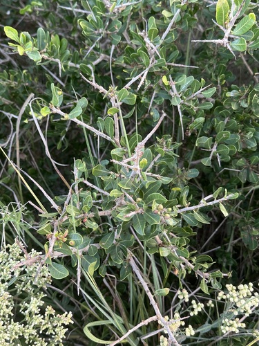 Schinus engleri, photograph 2