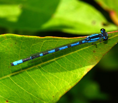 Enallagma laterale