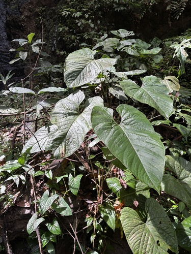 Anthurium sagittatum, photograph 3