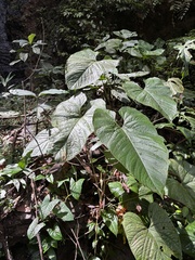 author not stated, no rights reserved Anthurium sagittatum, photograph author not stated, no rights reserved