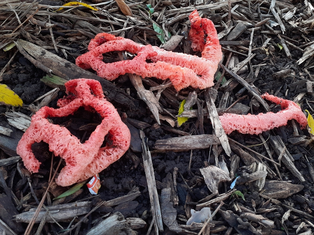 Clathrus ruber · December 2025 · photo: © bogsuckers (iNaturalist, cc-by)