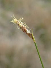 Carex caryophyllea