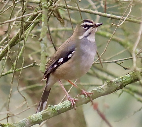 Forest Scrub Robin (Tychaedon leucosticta), photo 3