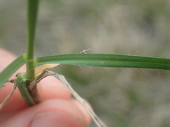 Carex caryophyllea