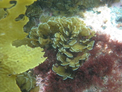 Zonaria aureomarginata