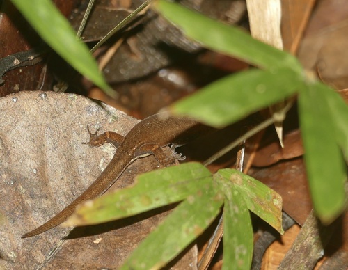 Brazilian pygmy gecko, Chatogekko amazonicus