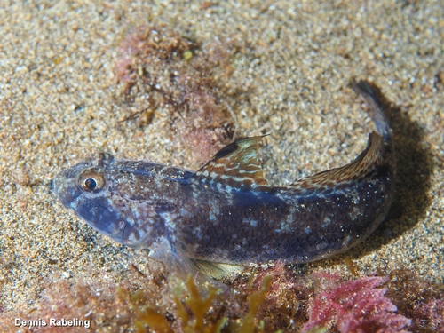 Black Goby, photo 6 of 10