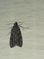Eudonia bisinualis
