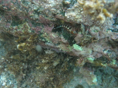 Notoclinops segmentatus