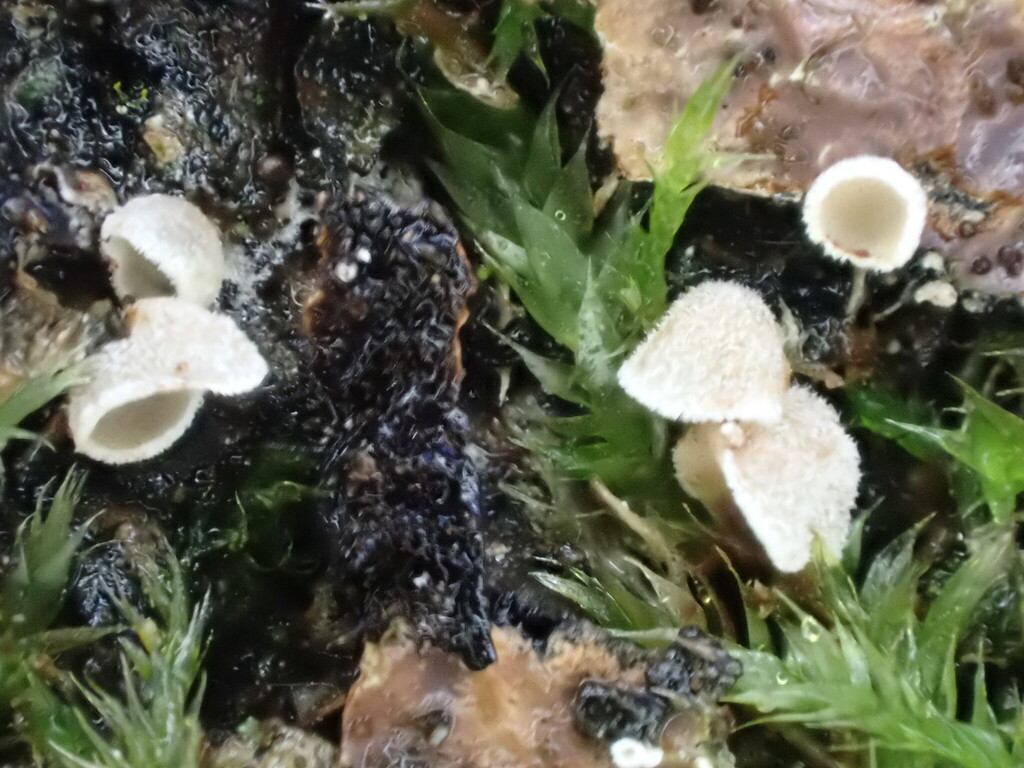 Chromocyphella muscicola · December 2025 · photo: © mangoblatt (iNaturalist, cc0)
