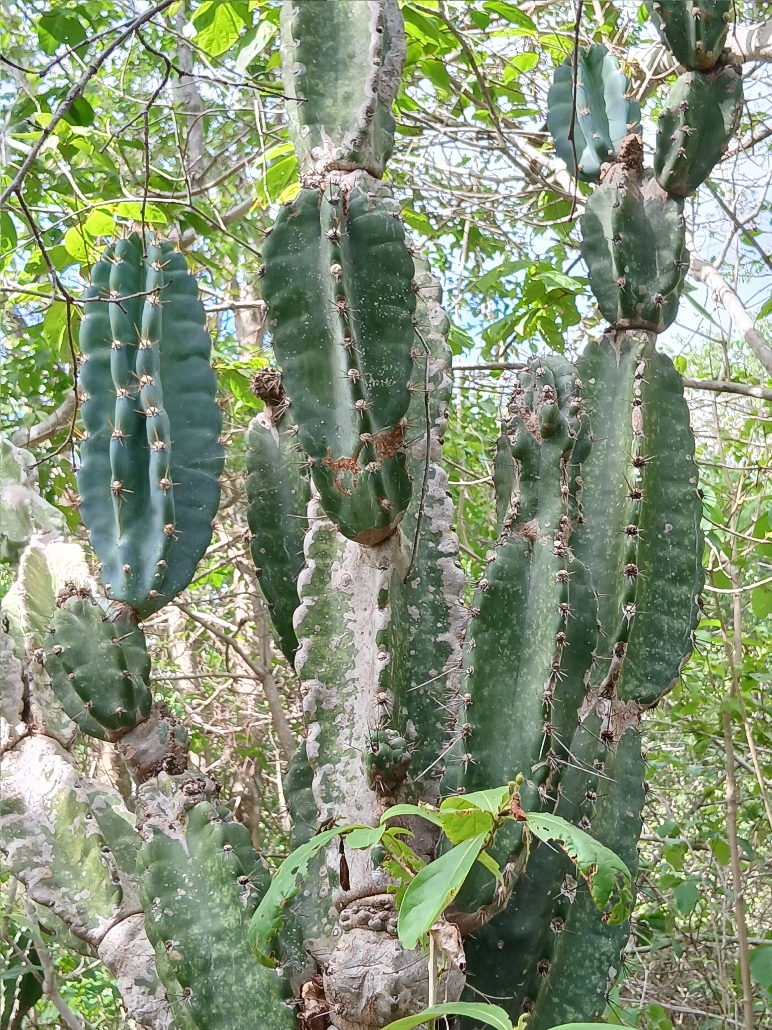 Cereus jamacaru