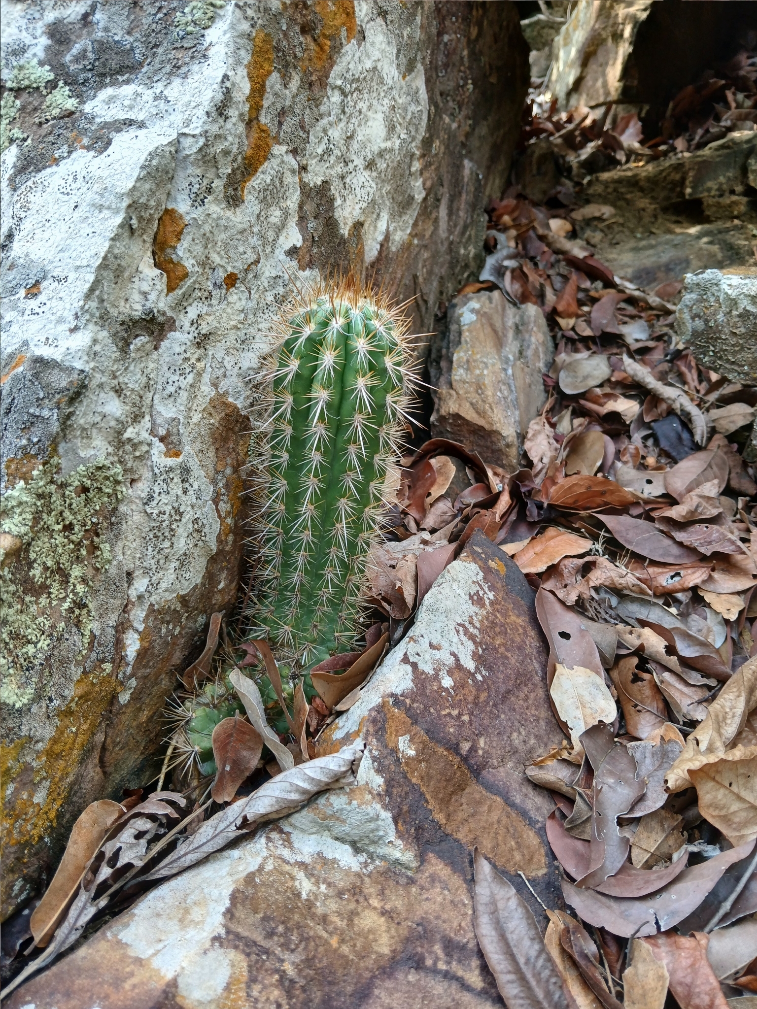 Xiquexique gounellei
