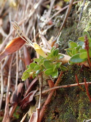 Coprosma perpusilla subantarctica