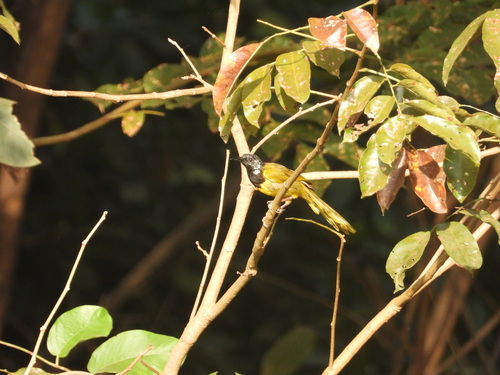iNaturalist image